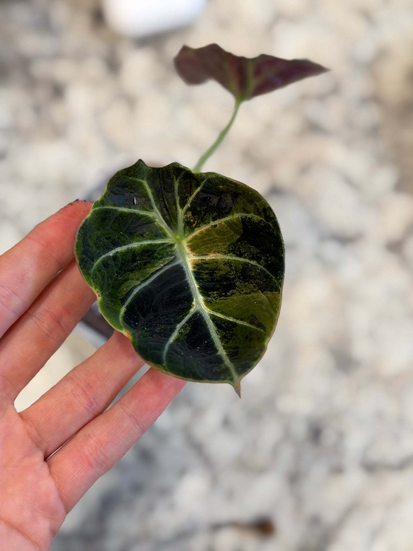 Alocasia Black Velvet Gold/Aurea Corm + Corm Cup Setup