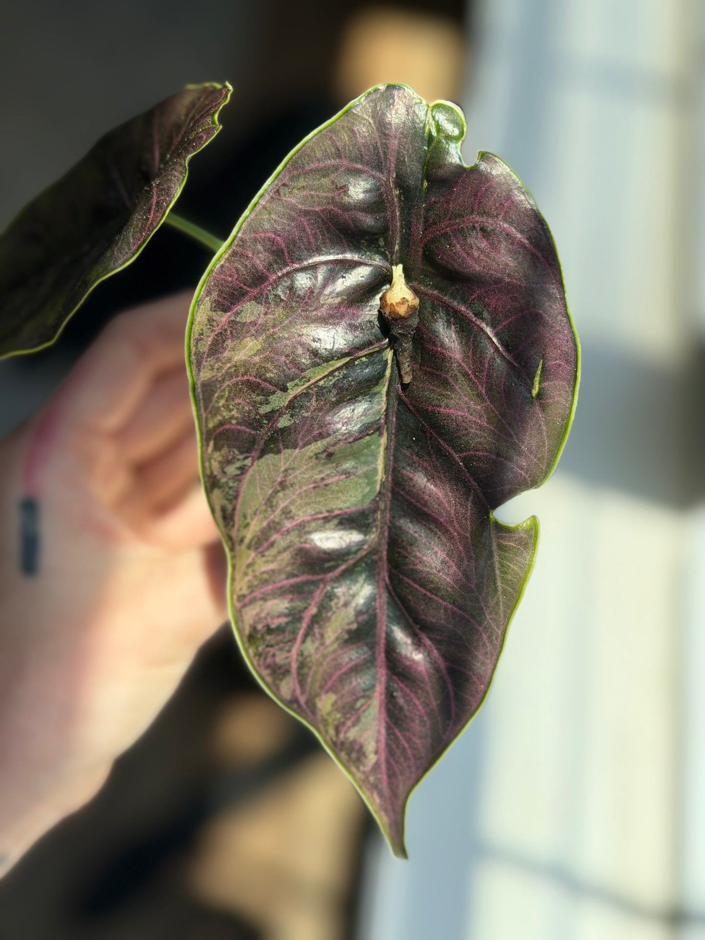 Alocasia Azlanii Pink Corm with Self watering Corm Cup