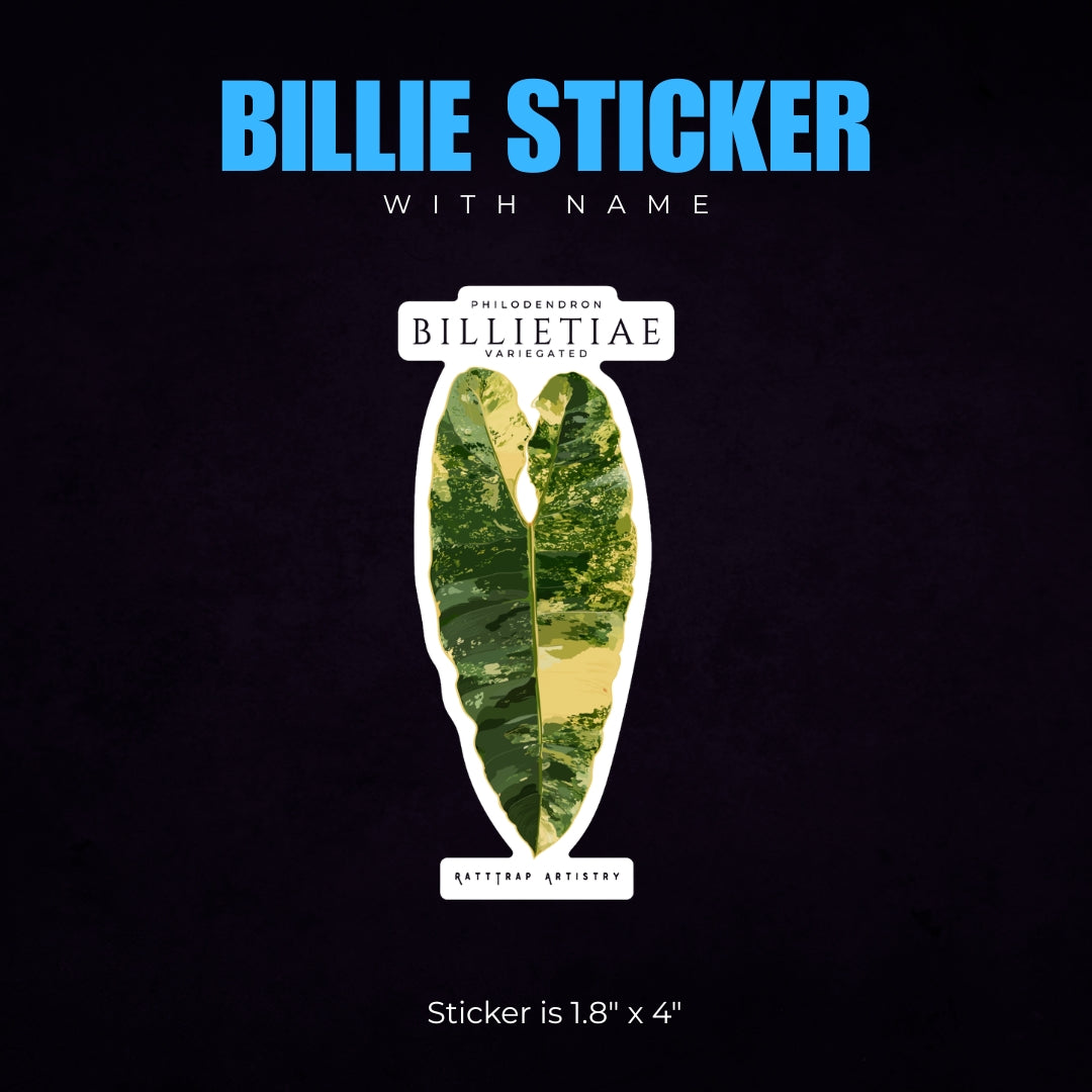 Philodendron Billietiae Variegated Sticker or Magnet