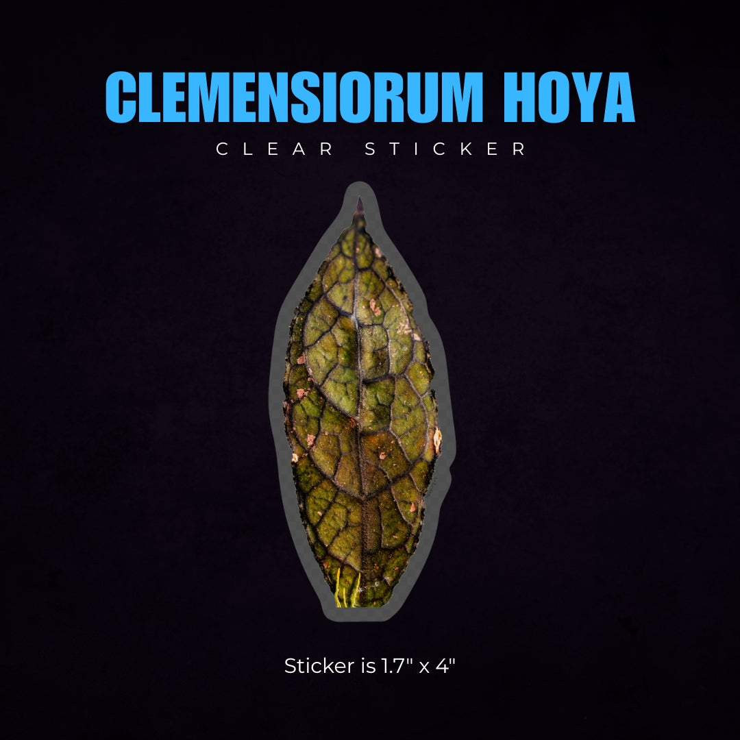 Clemensiorum Hoya Sticker