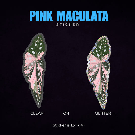 Begonia Pink Maculata Sticker