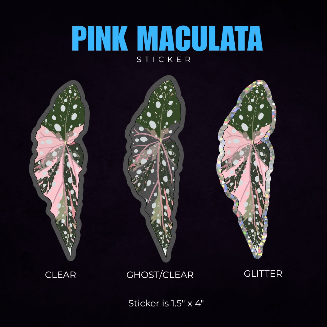 Begonia Pink Maculata Sticker
