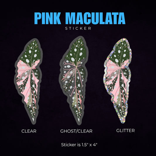 Begonia Pink Maculata Sticker