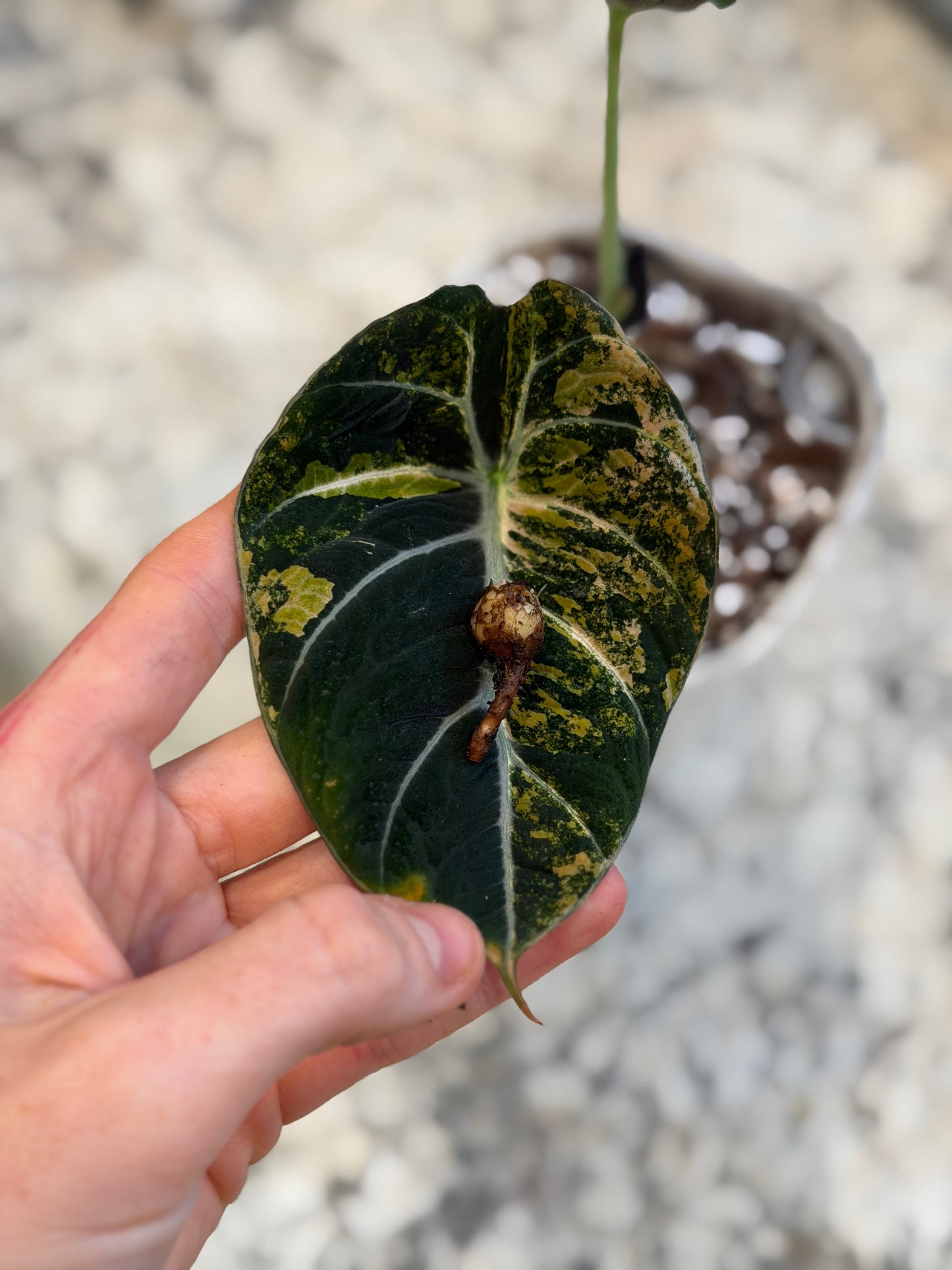 Alocasia Black Velvet Gold/Aurea Corm + Corm Cup Setup