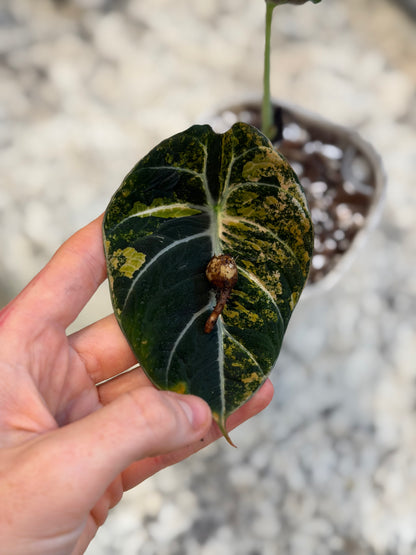 Alocasia Black Velvet Gold/Aurea Corm + Corm Cup Setup