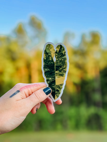 Philodendron Billietiae Variegated Sticker or Magnet