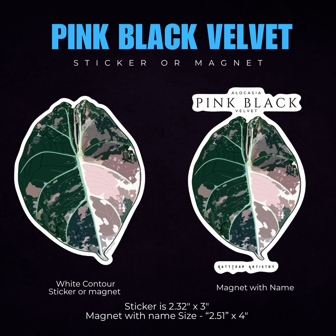 Alocasia Pink Black Velvet Leaf Sticker or Magnet
