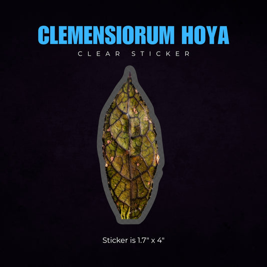 Clemensiorum Hoya Sticker